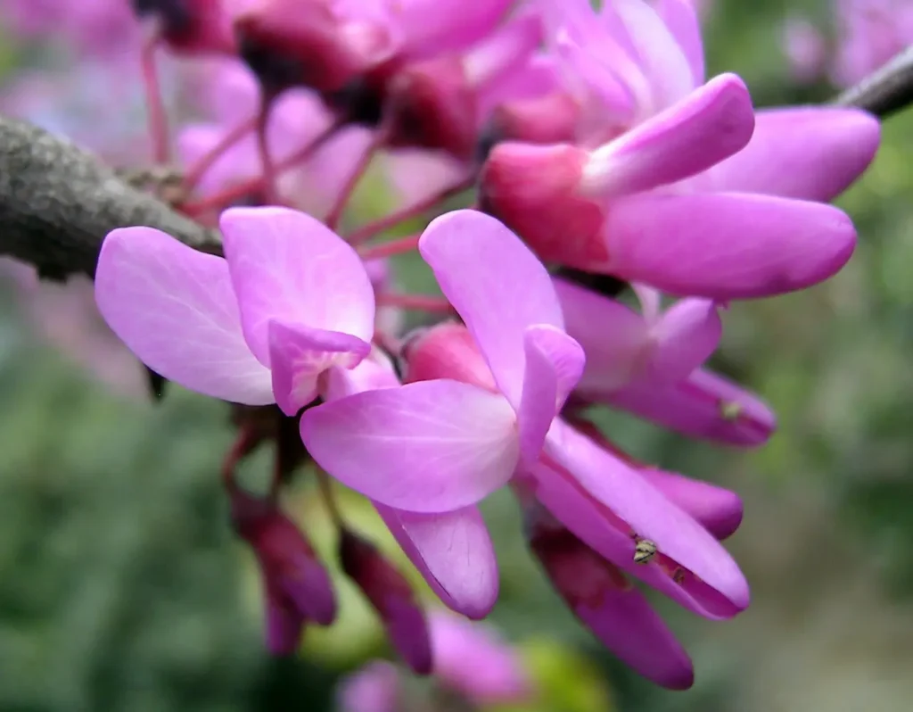 Cercis siliquastrum Flor La Emoción Del Calendario Floral El Latido Del Paisaje