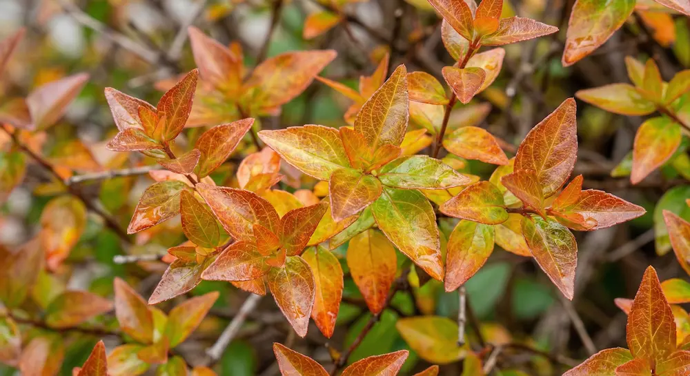 abelia kaleidoskope invierno | jardinesconestiloes Abelia Kaleidoskope Invierno Arquitectura Botánica 6 Plantas De Diseño Para Climas Extremos