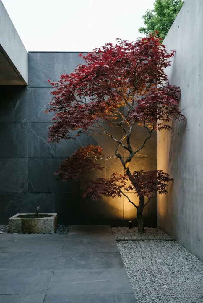 acer palmatum blood good ejemplar | jardinesconestiloes Acer Palmatum Blood Good Ejemplar Arce Japonés acer Palmatum El Alma Del Diseño En El Jardín De Autor