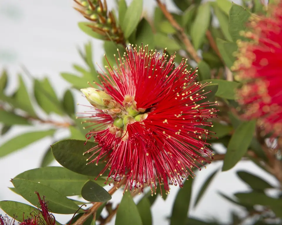 callistemum splendens flor | jardinesconestiloes Callistemum Splendens Flor La Arquitectura Botánica Cómo Diseñar Con Arbustos De Valor Floral