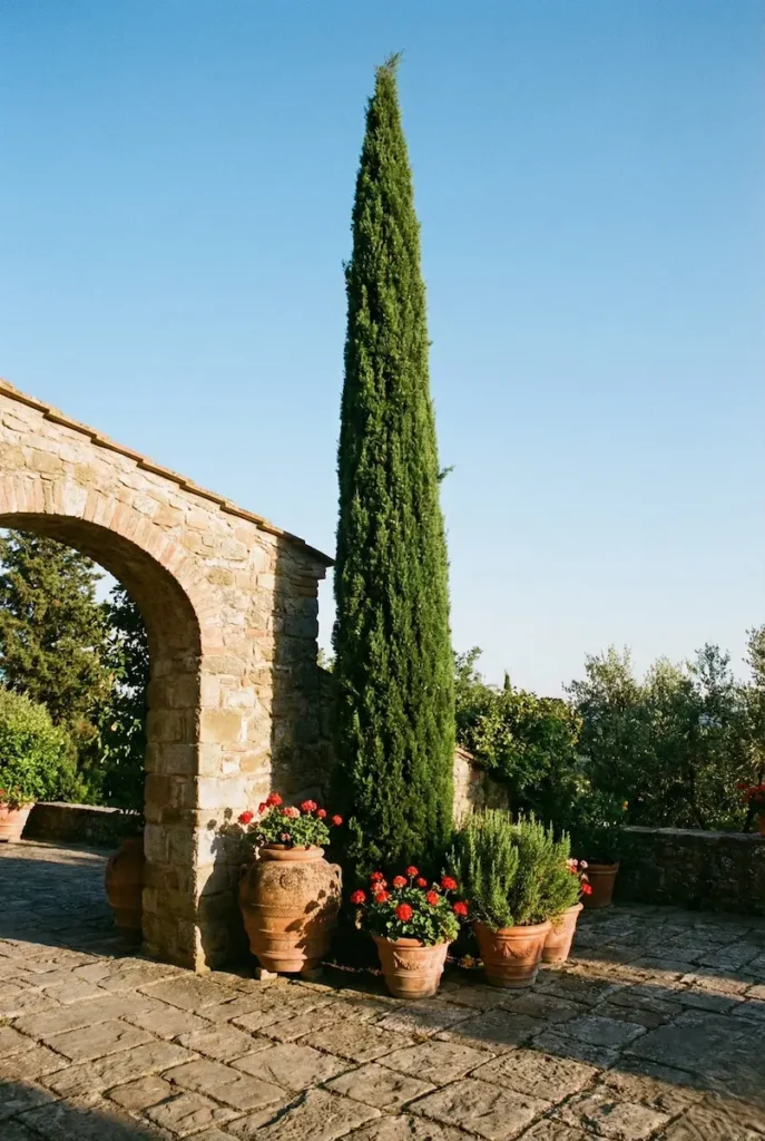 ciprés stricta en jardínfinca andalucía | jardinesconestiloes Ciprés Stricta En Jardínfinca Andalucía Jardín Mediterráneo