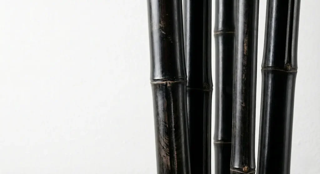 Detalle Caña Nega Phyllostachys Bambúes En El Jardín Arquitectura Vertical Y Sonido Orgánico
