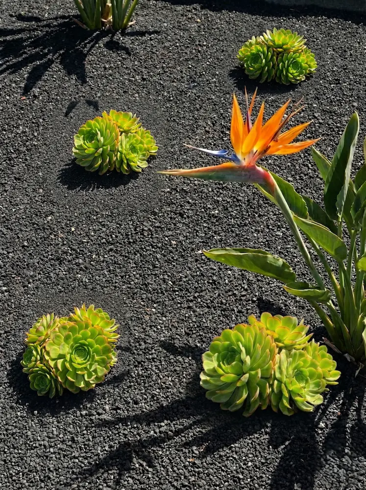 detalle de ornamentales sobre grava volcánica negra | jardinesconestiloes Detalle De Ornamentales Sobre Grava Volcánica Negra El Jardín Canario El Exotismo Y La Fuerza Del Volcán