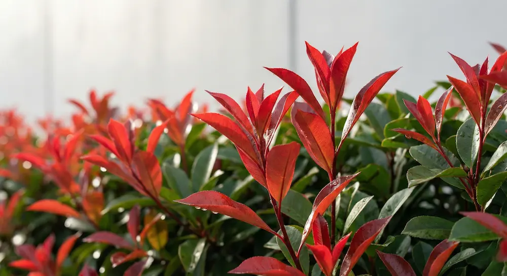 detalle de photinia | jardinesconestiloes Detalle De Photinia Arquitectura Botánica 6 Plantas De Diseño Para Climas Extremos