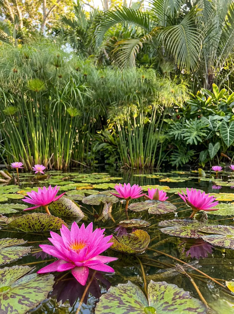 Detalle Estanque Tropical Pairos Y Nenfares Vida Y Diseño En El Agua Cómo Integrar Plantas Acuáticas En Tu Estanque