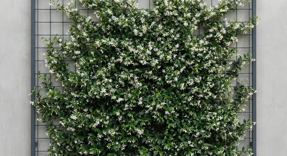falso jazmín | jardinesconestiloes Falso Jazmín Arquitectura Botánica 6 Plantas De Diseño Para Climas Extremos