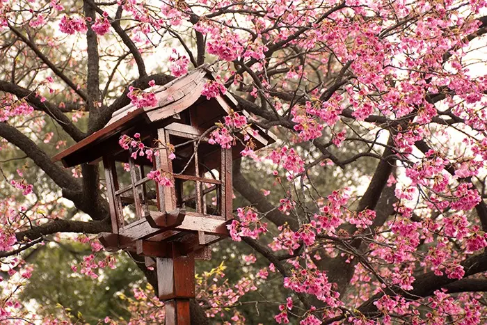 cerezo japoneés en flor