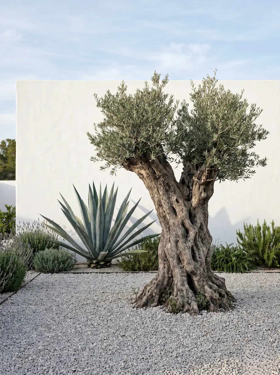olivo sobre lecho de grava aromáticas y agave | jardinesconestiloes Olivo Sobre Lecho De Grava Aromáticas Y Agave El Oasis Ibicenco Arquitectura Blanca Y La Excelencia De Lo Esencial