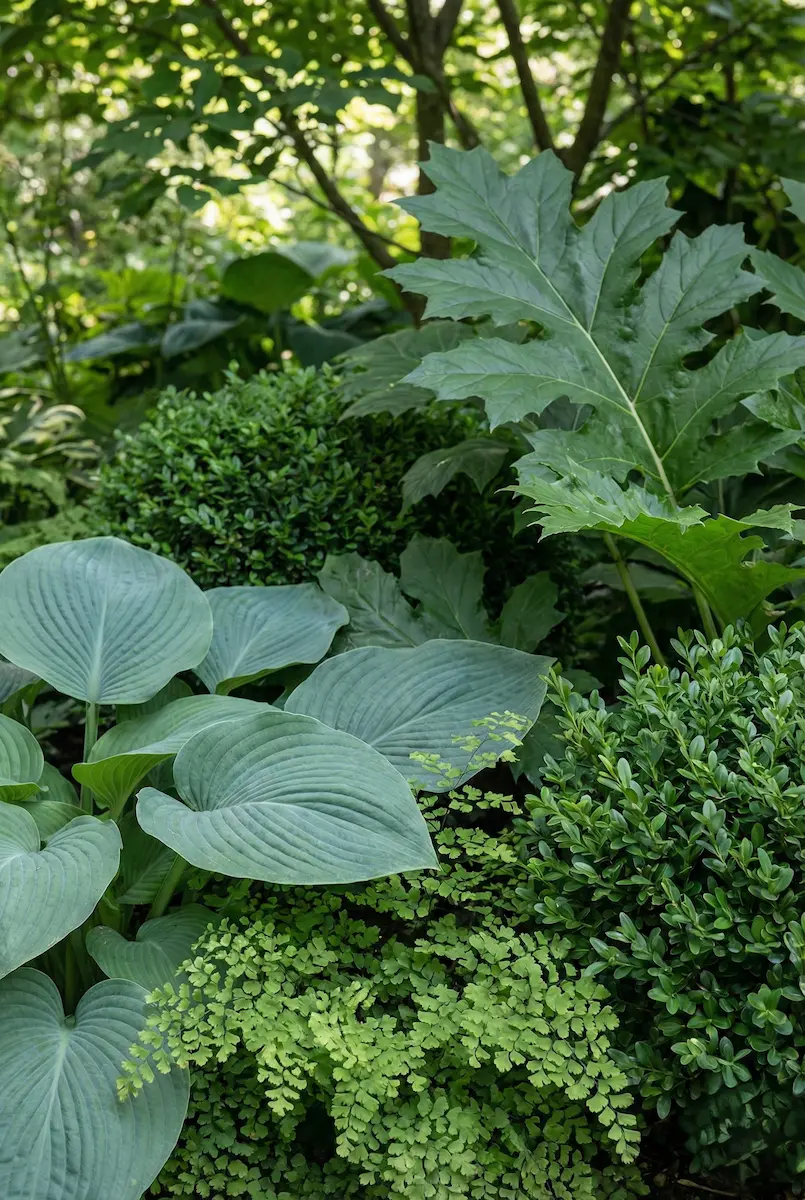 Planta Verde Para Sombra El Triunfo De La Textura El Arte De Diseñar Con La Sombra