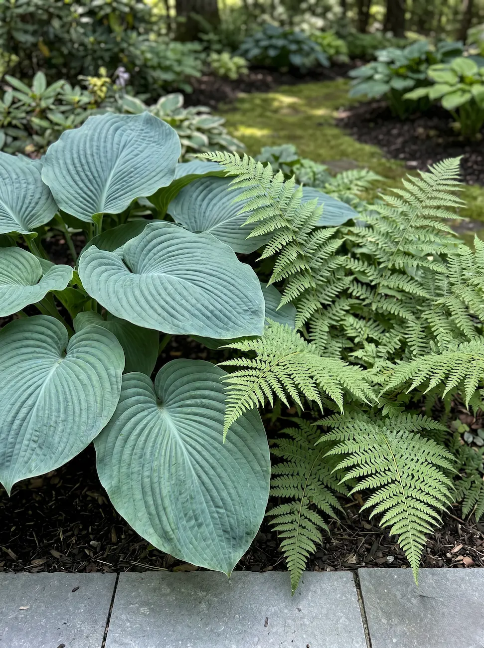 Plantas De Sombra Hojas El Triunfo De La Textura El Arte De Diseñar Con La Sombra