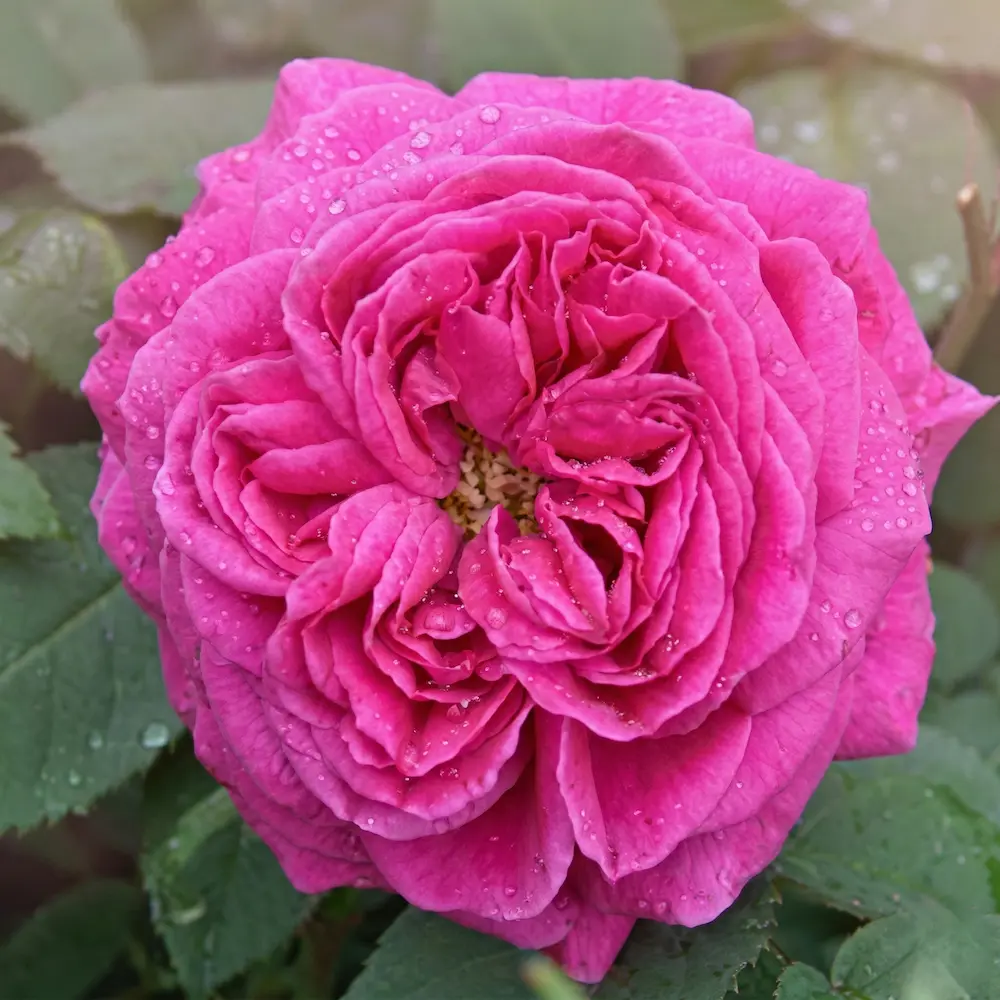 rosa madame isaac pereire | jardinesconestiloes Rosa Madame Isaac Pereire Guía Definitiva De Rosas Encuentra El Rosal Perfecto Para Tu Jardín