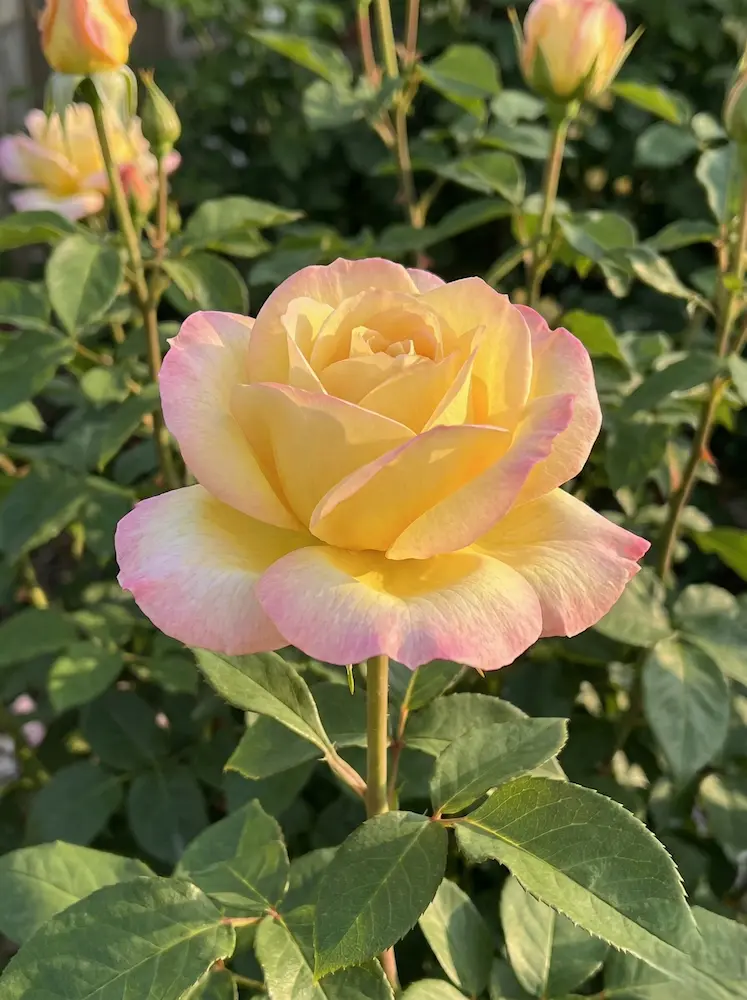 rosa peace yellow | jardinesconestiloes Rosa Peace Yellow Guía Definitiva De Rosas Encuentra El Rosal Perfecto Para Tu Jardín
