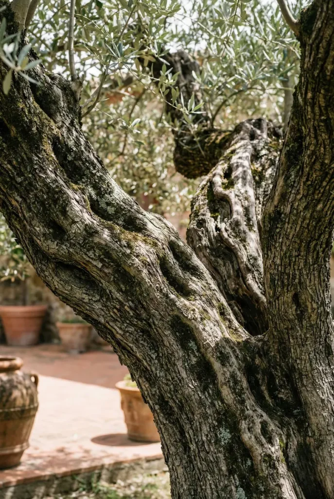 tronco de olivo centenario | jardinesconestiloes Tronco De Olivo Centenario Jardín Mediterráneo