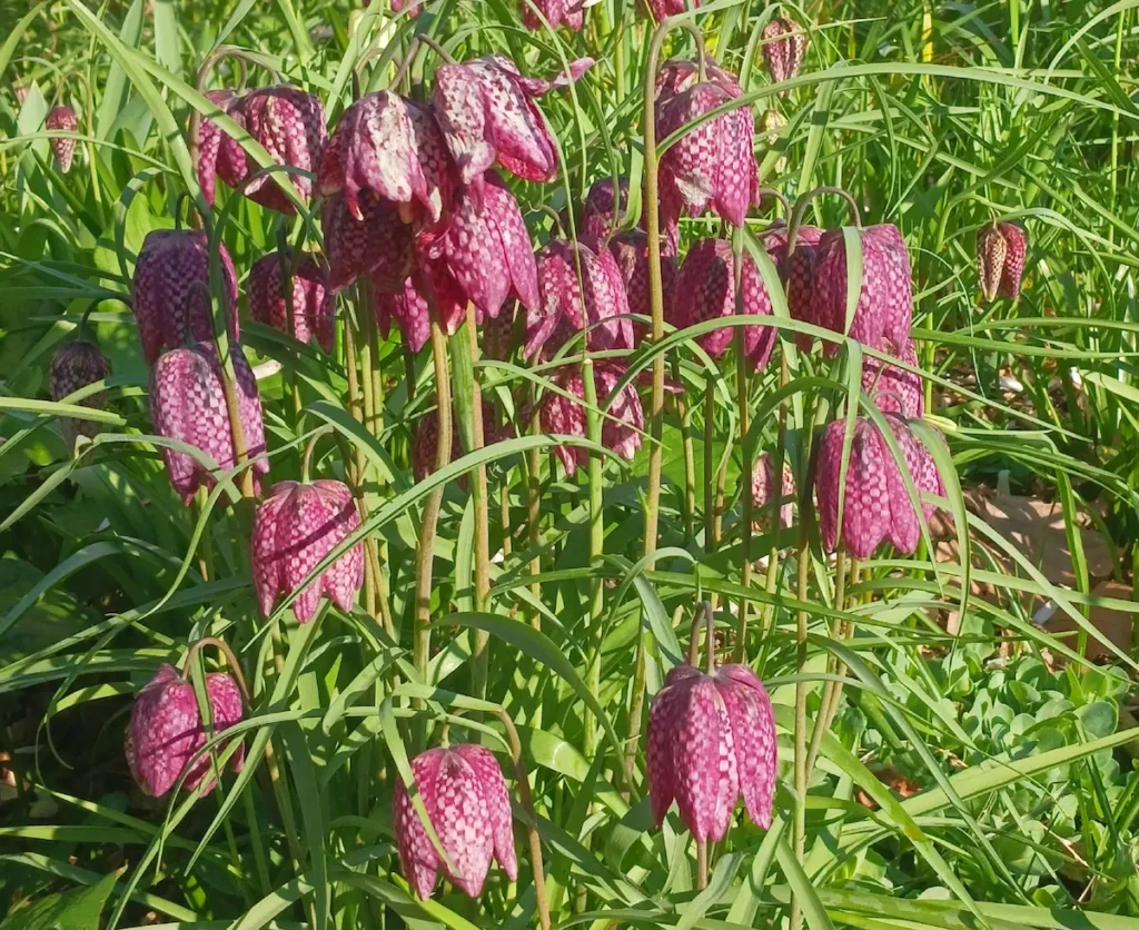Fritillaria meleagris1jpg | jardinesconestiloes Fritillaria Meleagris1jpg Poesía Silenciosa En Worth Park El Diálogo Entre La Magnolia Y La Fritillaria