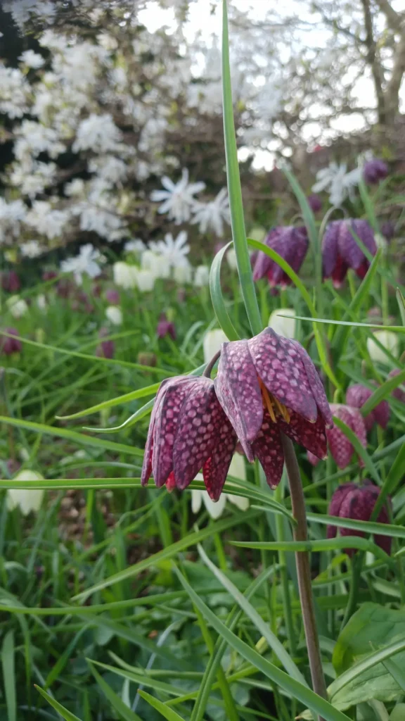 Fritillaria meleagris2jpg 1 | jardinesconestiloes Fritillaria Meleagris2jpg 1 Poesía Silenciosa En Worth Park El Diálogo Entre La Magnolia Y La Fritillaria