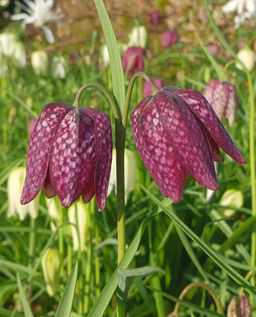 Fritillaria meleagris | jardinesconestiloes Fritillaria Meleagris Poesía Silenciosa En Worth Park El Diálogo Entre La Magnolia Y La Fritillaria