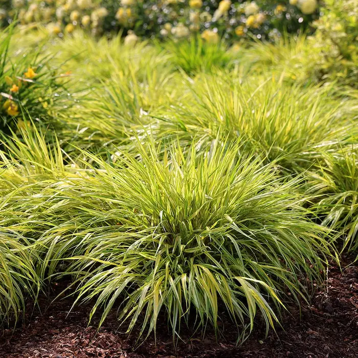 Hakonechloa macra Aureola 1 | jardinesconestiloes Hakonechloa Macra aureola 1 Gramíneas Ornamentales Guía Para Dar Movimiento Y Vida a Tu Jardín