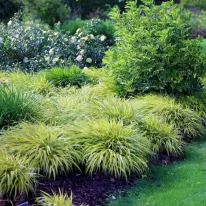 Hakonechloa macra Aureola grupo macizo 1 | jardinesconestiloes Hakonechloa Macra aureola Grupo Macizo 1 Gramíneas Ornamentales Guía Para Dar Movimiento Y Vida a Tu Jardín