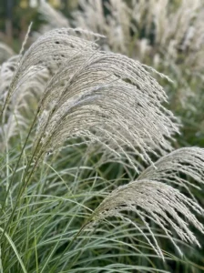 MISCANTHUS SINENSIS GRACILLIMUS | jardinesconestiloes Miscanthus Sinensis gracillimus Gramíneas Ornamentales Guía Para Dar Movimiento Y Vida a Tu Jardín