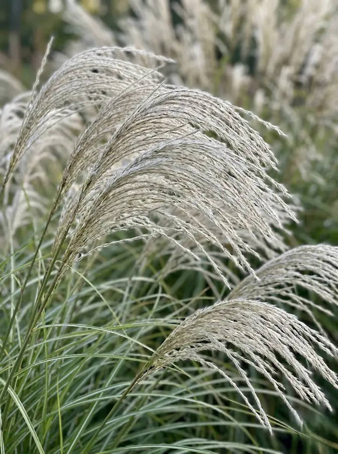 Miscanthus Sinensis gracillimus Gramíneas El Alma Del Movimiento En El Jardín Natural