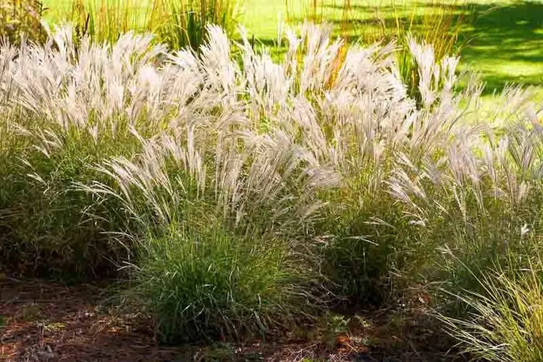 MISCANTHUSLittleKitten | jardinesconestiloes Miscanthus little kitten Gramíneas Ornamentales Guía Para Dar Movimiento Y Vida a Tu Jardín