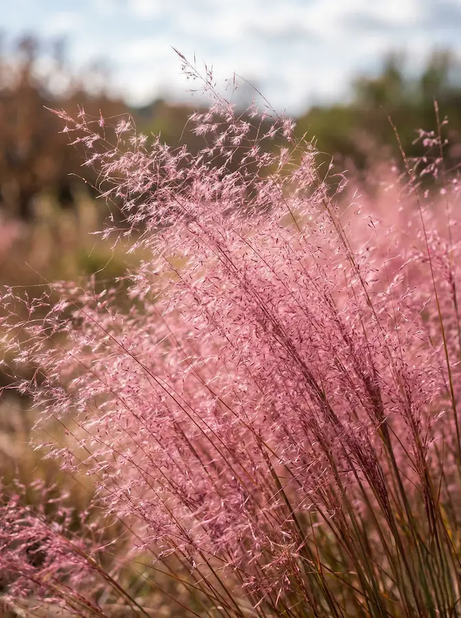 Muhlenbergia capillaris | jardinesconestiloes Muhlenbergia Capillaris Gramíneas Ornamentales Guía Para Dar Movimiento Y Vida a Tu Jardín