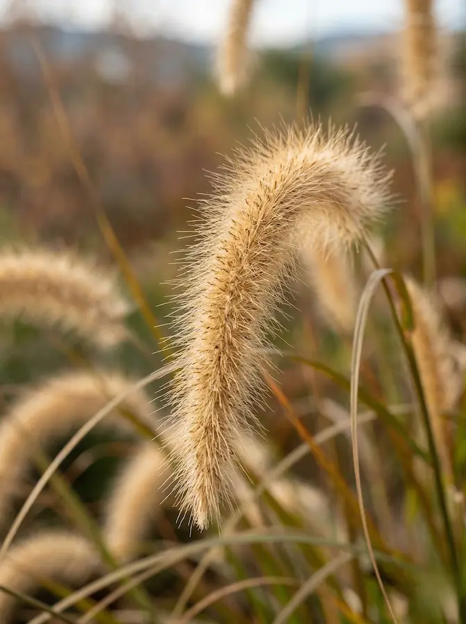 Pennisetum Alopecuroides Gramíneas El Alma Del Movimiento En El Jardín Natural
