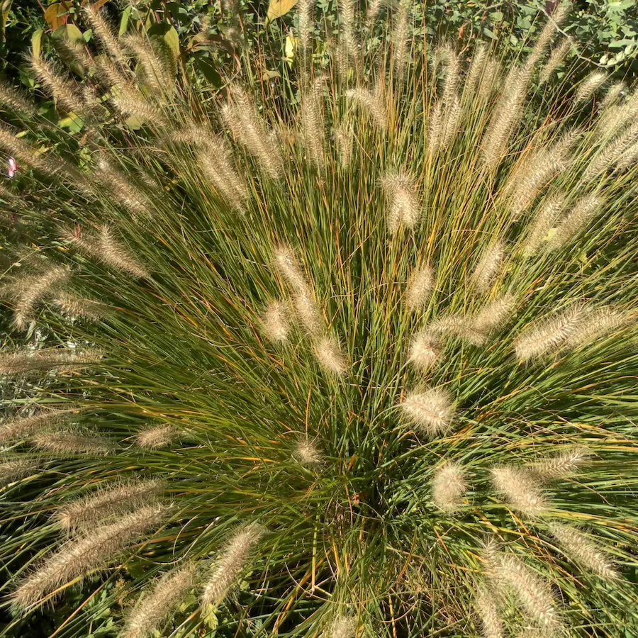 Pennisetumalopecuroides Hameln 1 | jardinesconestiloes Pennisetumalopecuroides Hameln 1 Gramíneas Ornamentales Guía Para Dar Movimiento Y Vida a Tu Jardín