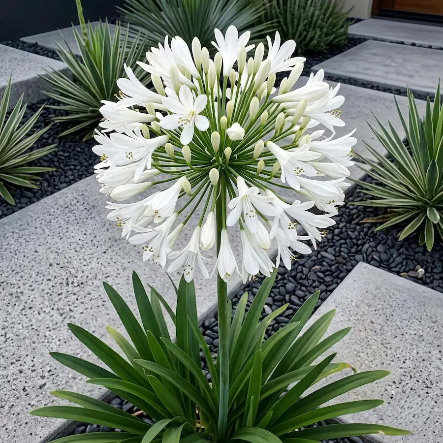 Agapanthus Albus Detalle Flor El Jardín Blanco Arquitectura De La Luz Y El Contraste