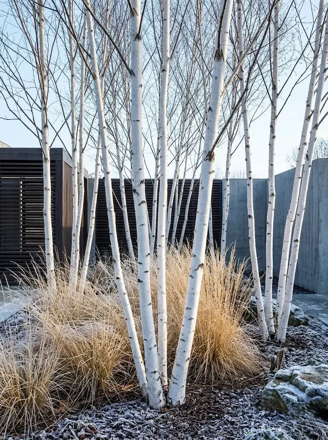 betula doorenboss JCE1 | jardinesconestiloes Betula Doorenboss Jce1 Árboles Ornamentales Esculturas Vivas Para Un Paisaje Con Alma
