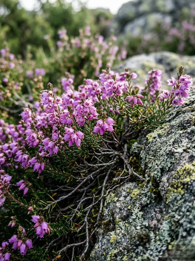 brezo detalle | jardinesconestiloes Brezo Detalle Brezos La Elgancia De Un Tapiz En La Sierra