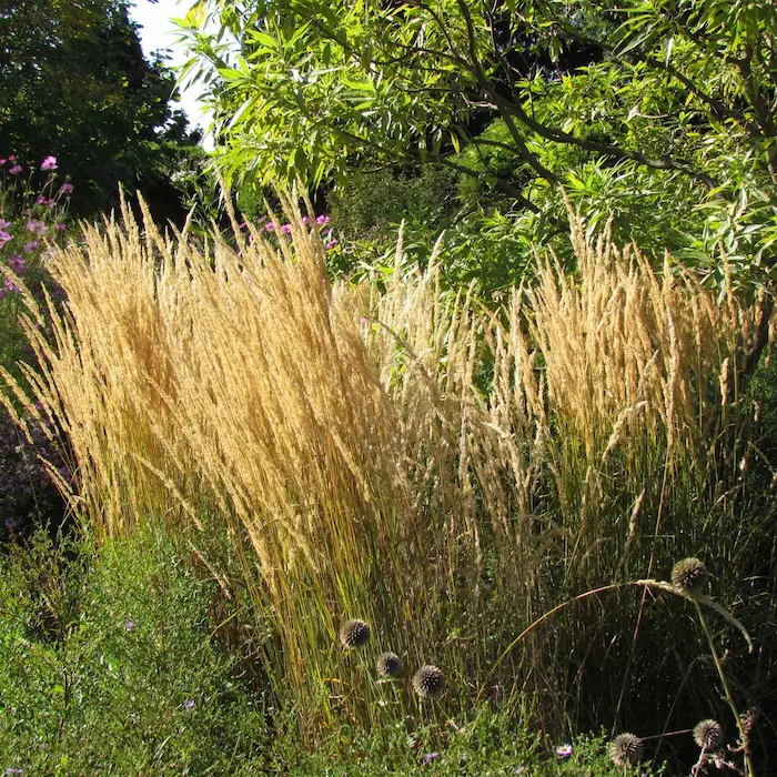 calamagrostis acuit Karl F 1 | jardinesconestiloes Calamagrostis Acuit Karl F 1 Gramíneas Ornamentales Guía Para Dar Movimiento Y Vida a Tu Jardín