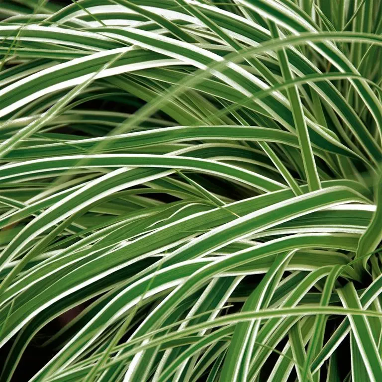 carex oshimensis | jardinesconestiloes Carex Oshimensis Gramíneas Ornamentales Guía Para Dar Movimiento Y Vida a Tu Jardín