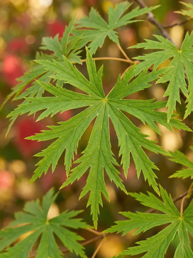 Detalle Acer Acontinuifolium La Hoja Del Arce Como Pincelada Botánica Morfología Y Textura