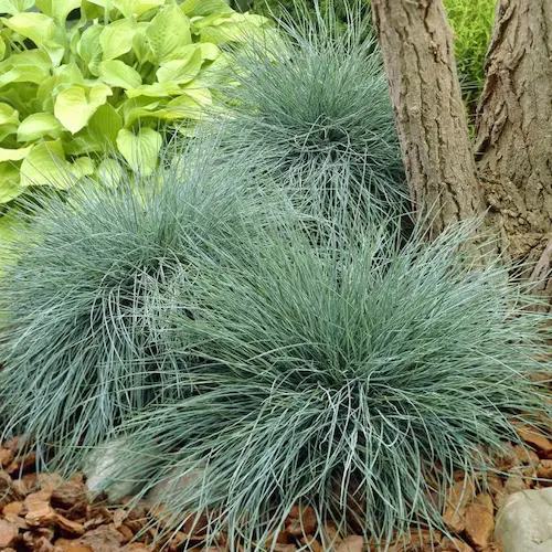 festuca glauca elijah | jardinesconestiloes Festuca Glauca Elijah Gramíneas Ornamentales Guía Para Dar Movimiento Y Vida a Tu Jardín