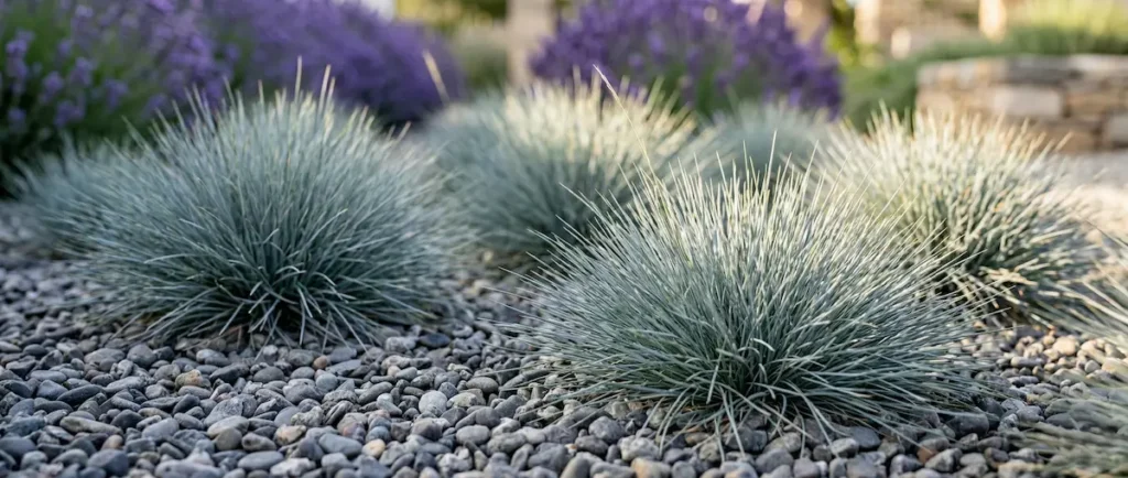 festuca glauca grupo | jardinesconestiloes Festuca Glauca Grupo Jardines Que Se Cuidan Solos 6 Plantas Infalibles Para Xerojardinería