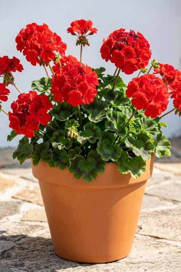 geranio zonale rojo | jardinesconestiloes Geranio Zonale Rojo El Geranio pelargonium Color Luz Y El Nexo Vegetal Del Patio