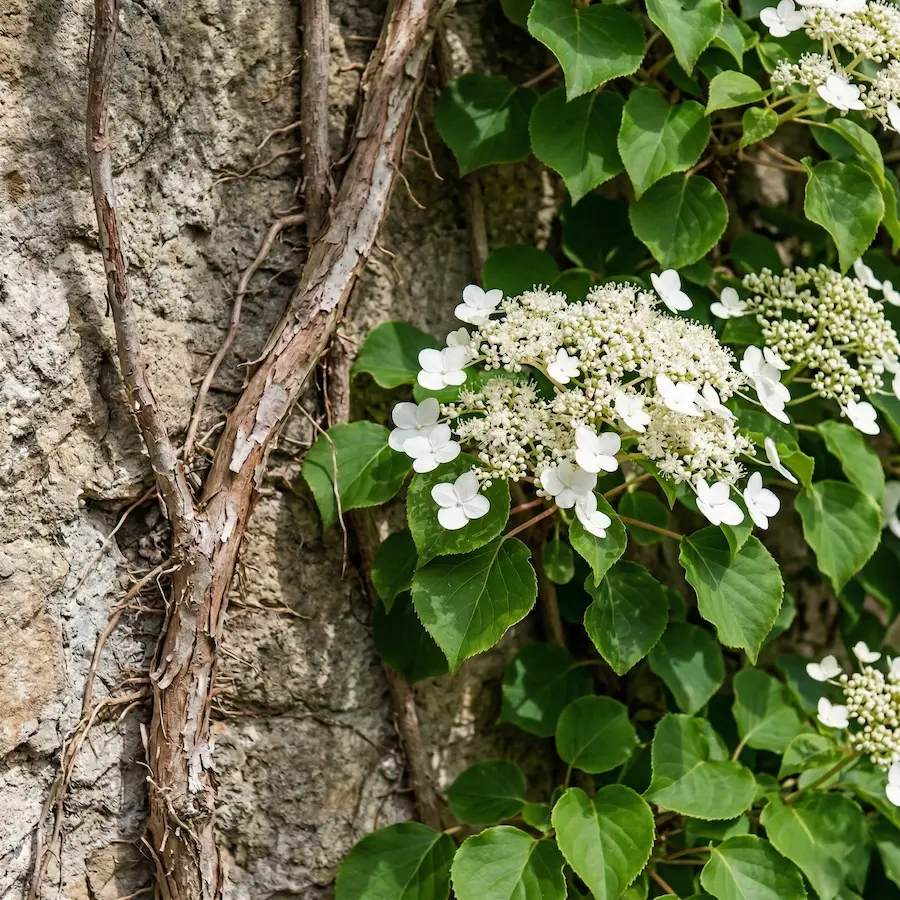 Hydrangea Petiolaris Detalle Flor El Jardín Blanco Arquitectura De La Luz Y El Contraste
