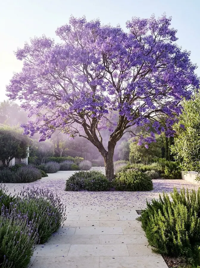 jacaranda mimosifolia JCE1 | jardinesconestiloes Jacaranda Mimosifolia Jce1 Árboles Ornamentales Esculturas Vivas Para Un Paisaje Con Alma