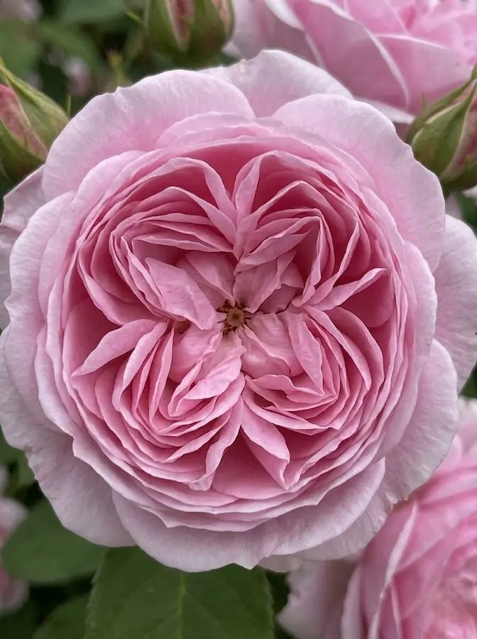 Jacques Cartier1 Rosales Antiguos rosa El Legado Del Aroma Y La Historia