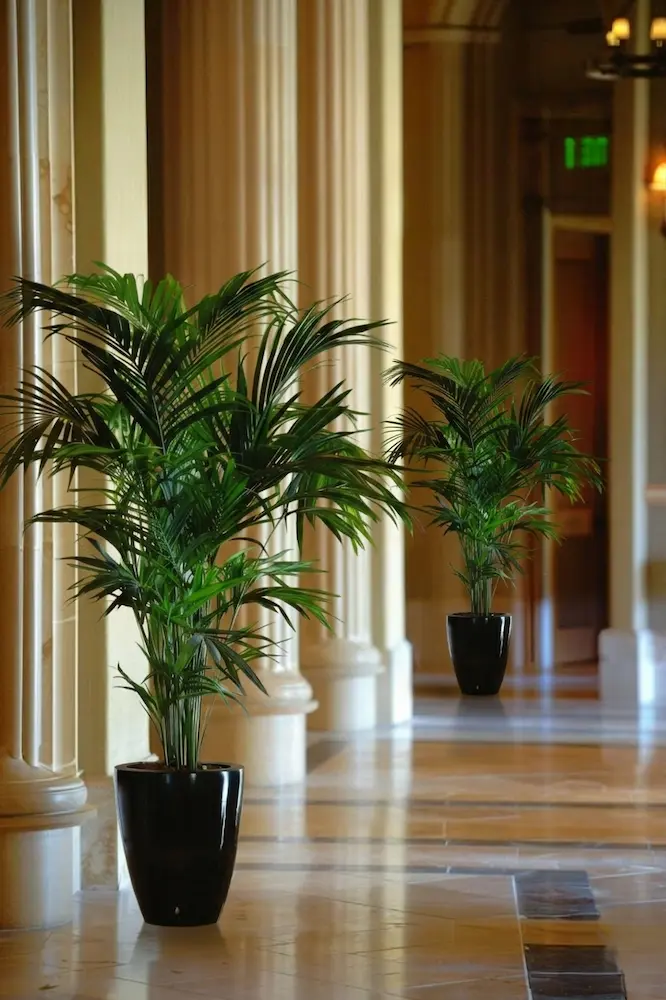 kentia en pasillo con columnas de marmol | jardinesconestiloes Kentia En Pasillo Con Columnas De Marmol Paisajismo De Interior Cómo Llevar El Jardín a Tu Salón Con Estilo