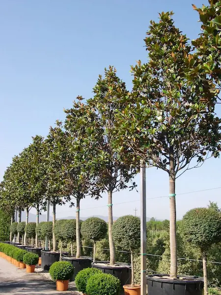 Magnolia Copada Pistoia 1 Magnolia Grandiflora El árbol Perfecto Para Dar Vida Y Estructura a Tu Jardín