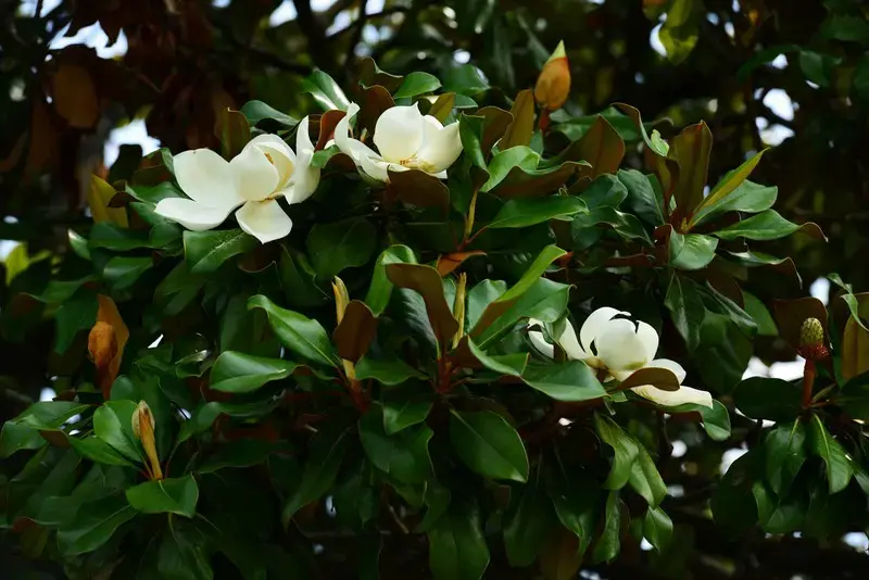 Magnolia Grandiflora Hoja Y Flor 1 Magnolia Grandiflora El árbol Perfecto Para Dar Vida Y Estructura a Tu Jardín