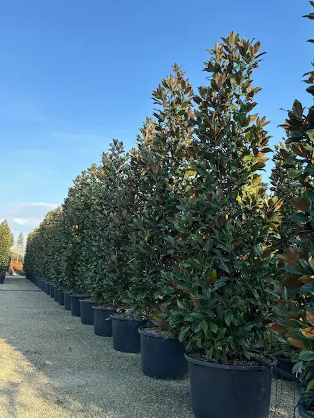 Magnolia Grandiflora Piramidal 445 M 600 L 1 Magnolia Grandiflora El árbol Perfecto Para Dar Vida Y Estructura a Tu Jardín