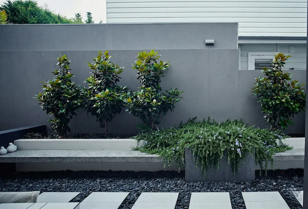 Magnolio En Jardinera Corrida En Muro Gris Magnolia Grandiflora El árbol Perfecto Para Dar Vida Y Estructura a Tu Jardín