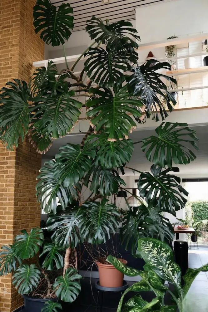 monstera alta | jardinesconestiloes Monstera Alta Paisajismo De Interior Cómo Llevar El Jardín a Tu Salón Con Estilo