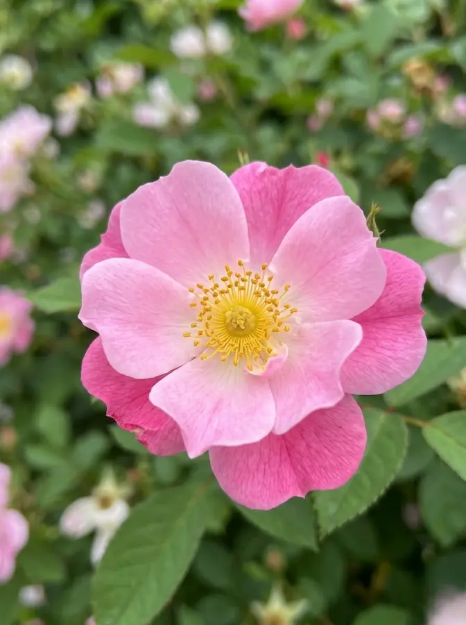 Old Blush China1 Rosales Antiguos rosa El Legado Del Aroma Y La Historia