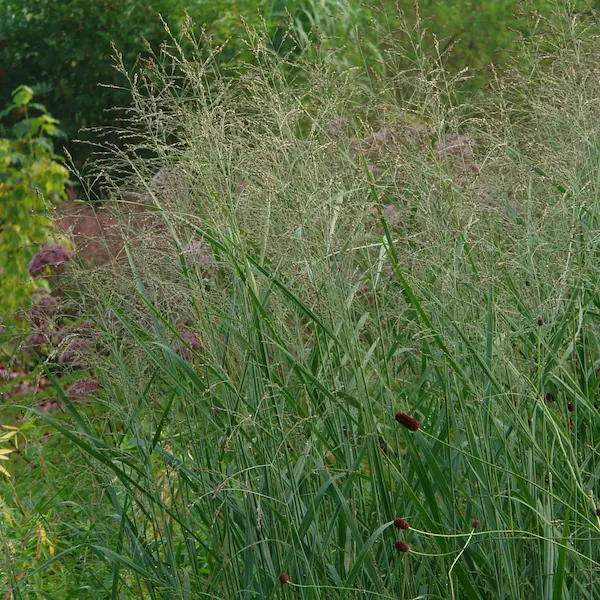 panicum virgatum heavy metal 2 1 | jardinesconestiloes Panicum Virgatum Heavy Metal 2 1 Gramíneas Ornamentales Guía Para Dar Movimiento Y Vida a Tu Jardín