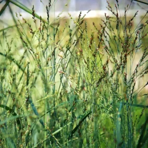 panicum virgatum heavy metal1 1 | jardinesconestiloes Panicum Virgatum Heavy Metal1 1 Gramíneas Ornamentales Guía Para Dar Movimiento Y Vida a Tu Jardín