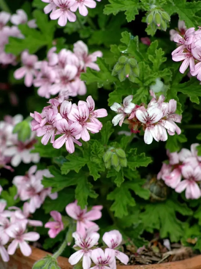 pelargonio graveolens | jardinesconestiloes Pelargonio Graveolens El Geranio pelargonium Color Luz Y El Nexo Vegetal Del Patio